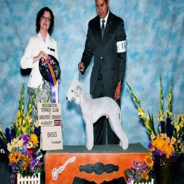 Bedlington Terrier and Bichon Frise All Grown Up from Patchwork Bedlington Terriers and Bichon Frise