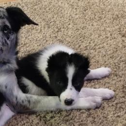 Border Collies from Kait Standal