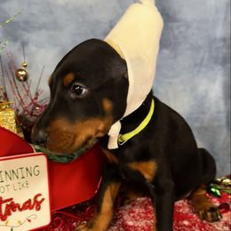 Huxley - Black and rust male Doberman Pinscher puppy in Aredale, Iowa from Royal Dynasty Dobermann Kennel