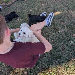 Pinker - White female Coton de Tulear puppy in Mead, Oklahoma from Bar W Cotons