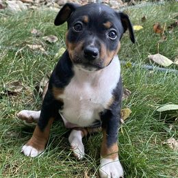 Rat Terrier Puppies from Hawthorne Terriers