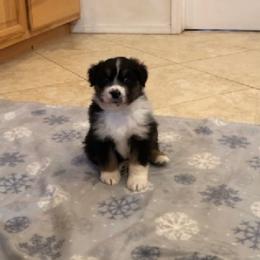 Boy 2 - Black tri-color male Australian Shepherd puppy in Phoenix, Arizona from Heartfire Aussies
