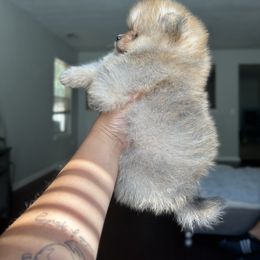 Pomeranian Puppies from Amore Pomeranians
