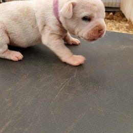 Girl 1 - American Bulldog puppy in Yellville, Arkansas from Offerman Family Bulldogs