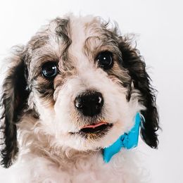 Turquiose - "Banks" - Bernedoodle puppy from Shabbey Sheek Bernedoodles