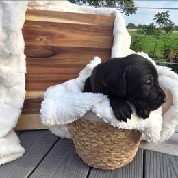 Jackpot - Black female Great Dane puppy in Arpin, Wisconsin from Arpin Great Danes