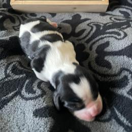 Constitution - Tri-color female Cavalier King Charles Spaniel puppy in Corona, California from Kelton Cavaliers