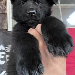 Dark Green Collar (Black) - Black male German Shepherd puppy in Kansas, Ottawa, Kansas from Import German Shepherds of Kansas
