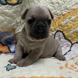 Love - Blue fawn female French Bulldog puppy in Peru, Indiana from Angie's Little Bostons And Frenchies