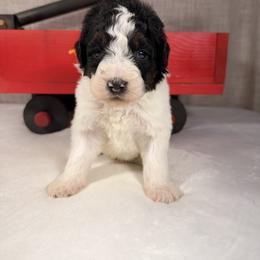 Oreo - Black and white male Bernedoodle puppy in Luana, Iowa from Country View Bernedoodles and Goldendoodles