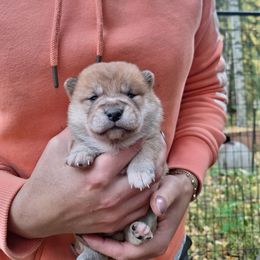 Female 1 - Red female Shiba Inu puppy in Fairbanks, Alaska from Arctic Kennels (Pomskies, Akitas & Shibas)