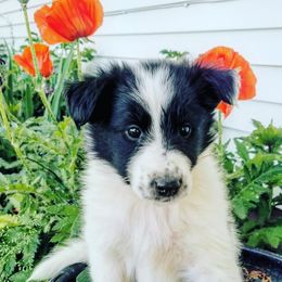 Collie Puppies from Lanz Hollow Farm