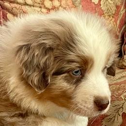 Harbo - Red merle male Australian Shepherd puppy in Martha’s Vineyard, Massachusetts from Cranberry Hill Aussies