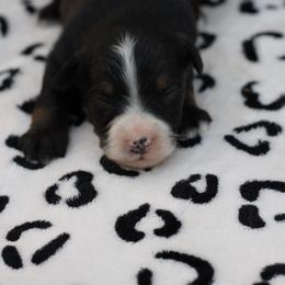 Male 2 - Black tri male Toy Australian Shepherd puppy in Newnan, Georgia from Baker's Down South Aussies