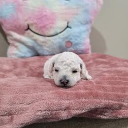 Wren (AKC) - White female Poodle puppy in Rainbow City, Alabama from Spinks Poodles