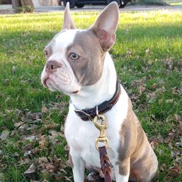 Sugar - Boston Terrier