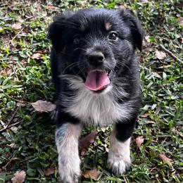 Girl 1 - Black tri-color female Australian Shepherd puppy in Lakeland, Florida from Infinite Aussies