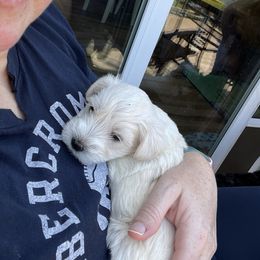 Miniature Schnauzer Puppies from Miles Family Schnauzers