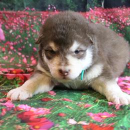 Alaskan Malamute Puppies from New River Valley Malamutes