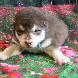 Alaskan Malamute Puppies from New River Valley Malamutes