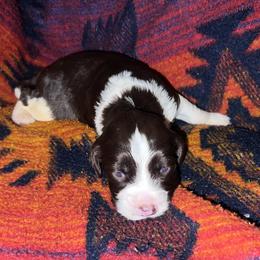 Junior - Liver and white male English Springer Spaniel puppy in Liverpool, Pennsylvania from Breezy Acres Stock & Sporting Dogs