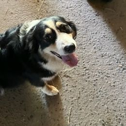 Australian Shepherds from Bart Nelson's Australian Shepherds