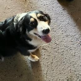 Australian Shepherds from Bart Nelson's Australian Shepherds
