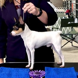 Casanova - Toy Fox Terrier