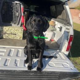 Labrador Retriever Puppies from J and D Retrievers