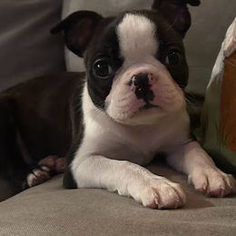 Boston Terrier Puppies from Bethelbreeders