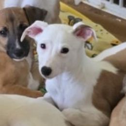 Nickname: Scrabble - Red Whippet puppy in Ransomville, New York from Painted Stars Farm