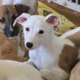 Nickname: Scrabble - Red Whippet puppy in Ransomville, New York from Painted Stars Farm
