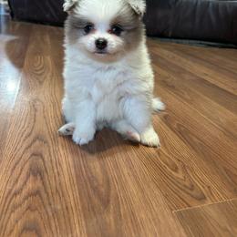 Ram - Blue merle male Pomeranian puppy in Clinton, Tennessee from Liza’s Aussies & Poms