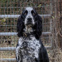 Rip - English Springer Spaniel