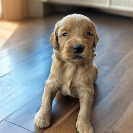Boy 1- green - Red  male Goldendoodle puppy in Mattawan, Michigan from Doodifuldoods