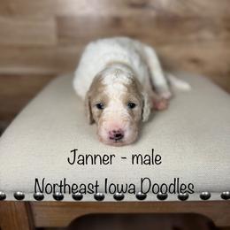 Janner - Parti male Goldendoodle puppy in Cedar Falls, Iowa from Northeast Iowa Doodles