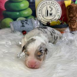 Mojito - Blue merle female Australian Shepherd puppy in Fredericksburg, Virginia from Cooper Ridge Aussies