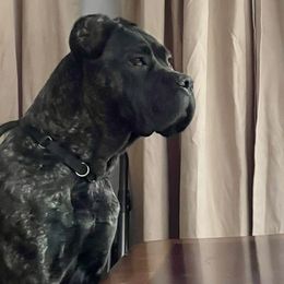 Leyla - Cane Corso