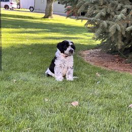 Portuguese Water Dog Puppies from Yellowstone Porties