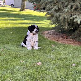 Portuguese Water Dog Puppies from Yellowstone Porties