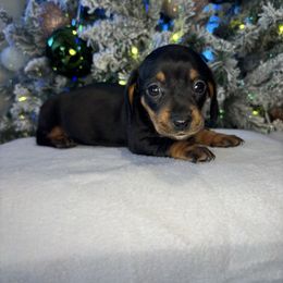 Kendall - Black and tan female Dachshund puppy in Mountain Grove, Missouri from Happy Hounds and More🐾