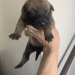 Belgian Malinois, Bull Terrier, and Dutch Shepherd Puppies from ROSC K9