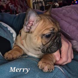 Merry Akc - Fawn female French Bulldog puppy in Solway, Minnesota from PcFrenchies