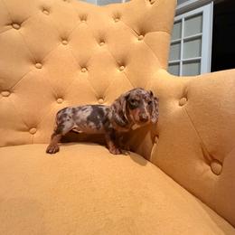 Girl 1 - Dapple female Dachshund puppy in Gilbert, Arizona from KCK9 Dachshunds