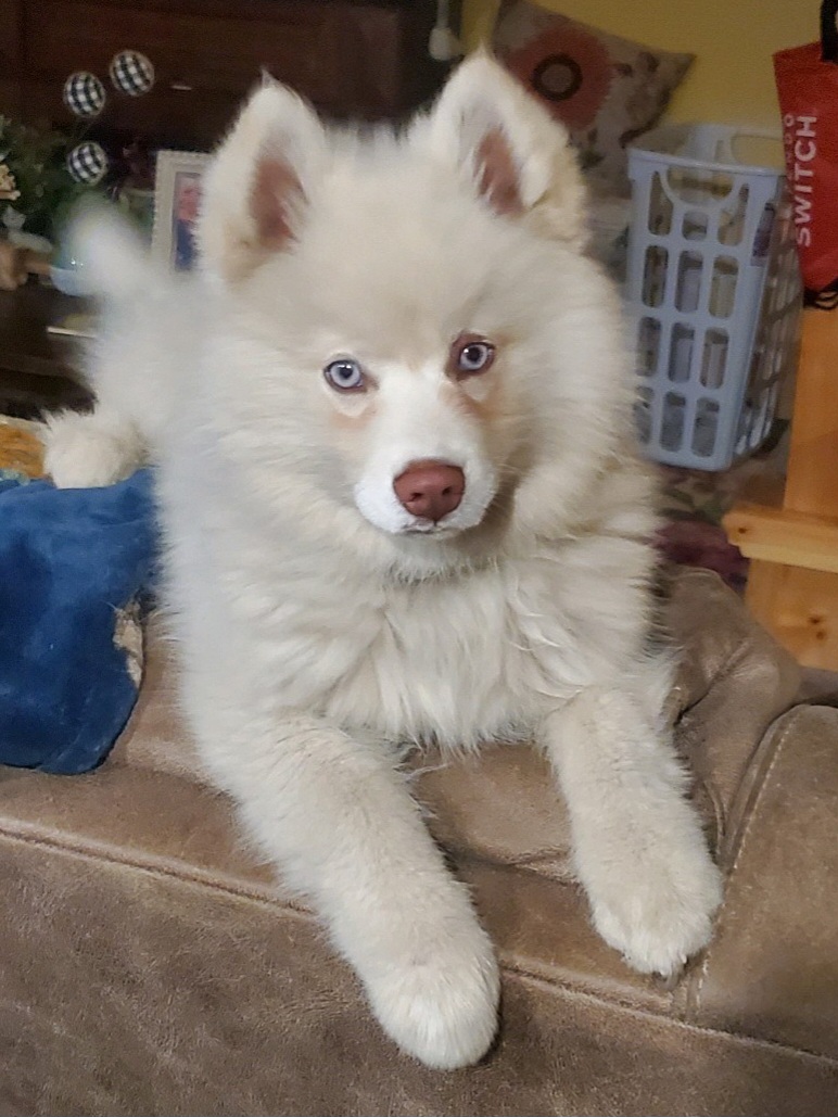 Odie - Pomsky