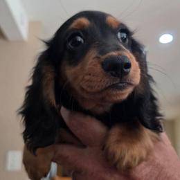 Baby Girl Ellie - Black and tan female Dachshund puppy in Polo, Missouri from Cool Runnin Dachshunds
