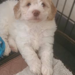 Bernedoodle and Double Doodle Puppies from Cloud Nine Doodles