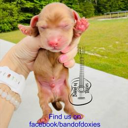 River, AKC, male - Cream male Dachshund puppy in Carriere, Mississippi from Band Of Doxies