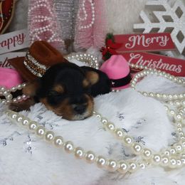 Gideon - Black and gold male Yorkshire Terrier puppy in Humble, Texas from Marnax Yorkshire Babies