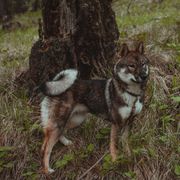 Shikoku All Grown Up from Waypost Shikoku